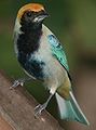 Male English: A male Burnished-buff Tanager (also known as the Rufous-crowned Tanager) in Goiás, Brazil.