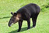 Tapirus pinchaque