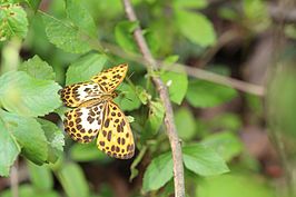 Timelaea albescens