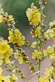 4-Molène - Verbascum sp. cf. Verbascum sinuatum