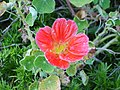 Flower in Jeonsdeungsa, Korea