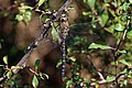 * Nomination Migrant hawker (Aeshna mixta) male, Crockford Stream, Hampshire --Charlesjsharp 11:10, 19 August 2016 (UTC) * Promotion Good quality. --Jacek Halicki 12:00, 19 August 2016 (UTC)