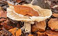 A rained out Clitocybe nebularis in decay.