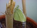 Pieris rapae இன முதிர் நிலையிலுள்ள Pieris rapae பட்டாம்பூச்சி