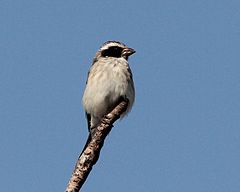 Description de l'image Crithagra mennelli, Muanza, Sofala-provinsie, Birding Weto, a.jpg.