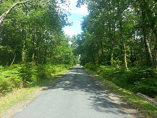 Forêt des Landes sur la D 53 vers Canenx.