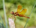 Image 79Male eastern amberwing dragonfly in the Brooklyn Botanic Garden