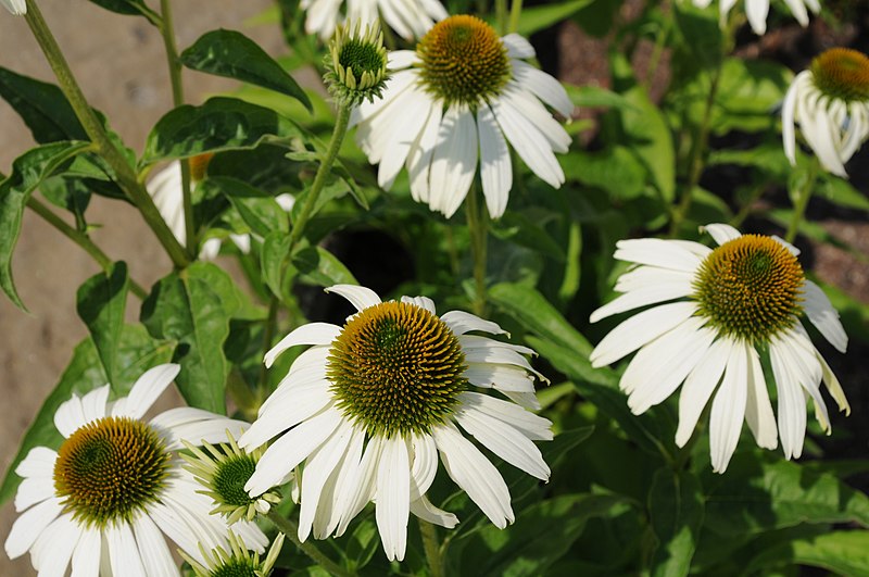 File:Echinacea purpurea 'White Swan' flowers.jpg