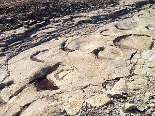 Empreintes fossiles de sauropodes (à Dinoplagne).