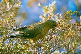 Cachaña/Austral Parakeet.