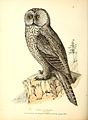 Strix cinerea