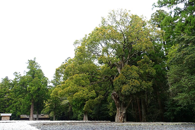 File:Kodenchi - Geku, Ise Shrine - Ise, Mie, Japan - DSC07799.jpg