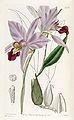 Laelia anceps plate 1751 in: Edwards's Bot. Register (Orchidaceae), vol. 21, (1836)