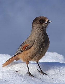 Váskaði (Perisoreus infaustus)