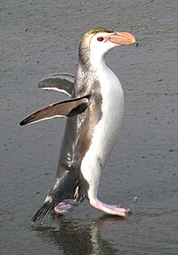 ロイヤルペンギン