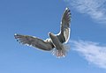 Larus glaucescens