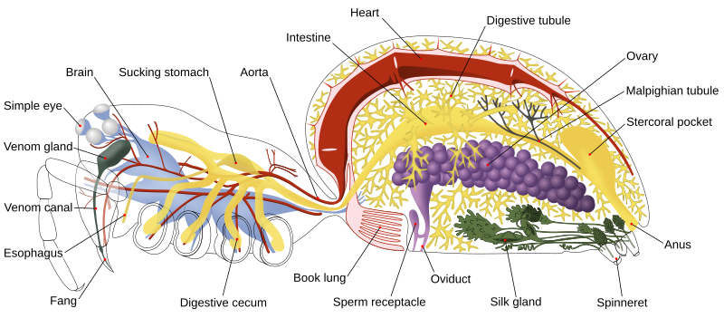 File:Spider internal anatomy-en.svg