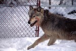 Thumbnail for Wolf reintroduction