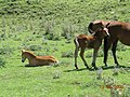 Poltres a Pòrtoles - Vall del Segadell