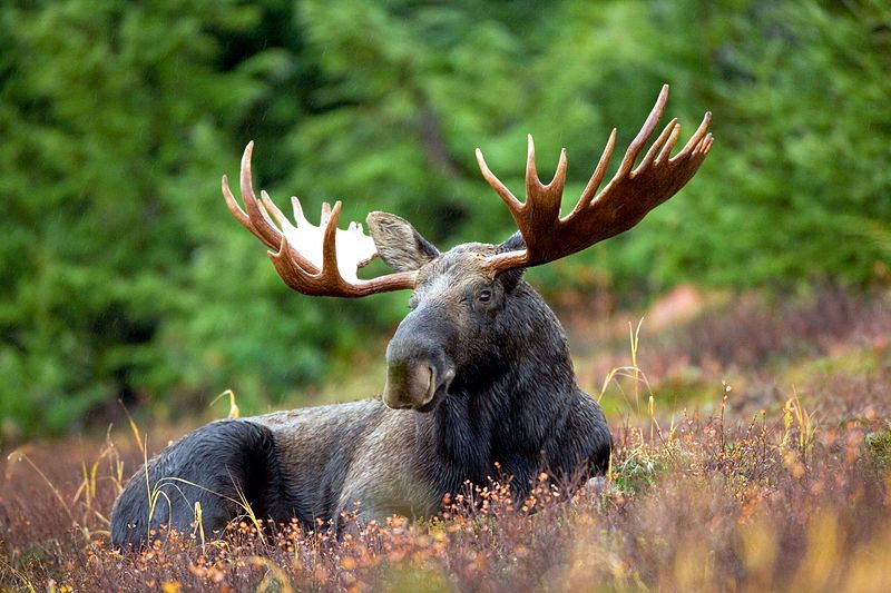 File:Male Moose.jpg