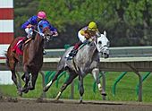 two horses, brown and gray, running almost side by side, the horses are carrying jockeys who appear to be urging on their mounts