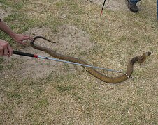 Naja nivea handling with a snake hook IMG 0792.JPG