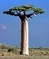 "Adansonia_Grandidieri_Baobab_Morondava_Madagascar.jpg" by User:JialiangGao