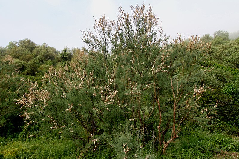 File:Amemmay Tamarix Gallica.jpg