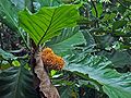 Artocarpus elasticus from Jogyakarta, Indonesia