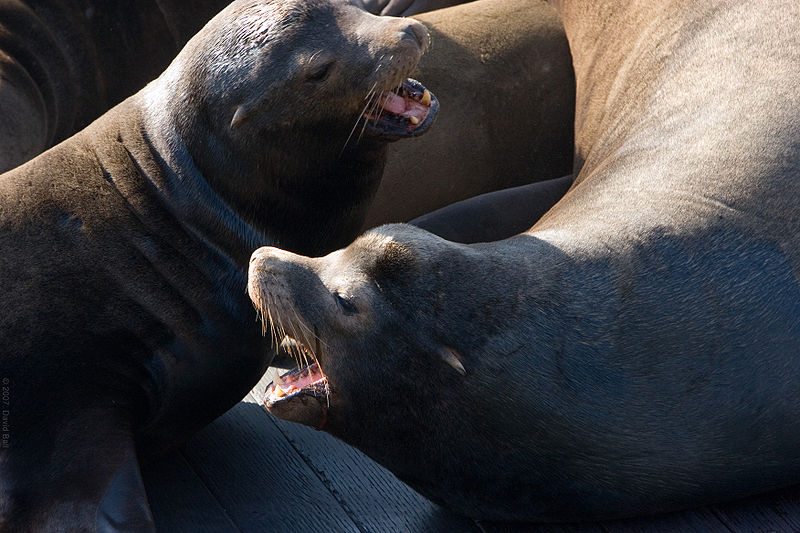 File:Calif-sealion-detail.jpg