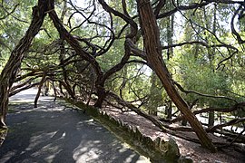 Conjunto arbóreo em Parque La Salete 01.jpg