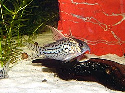 Kirjomonninen (Corydoras schwartzi)