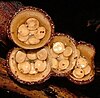 White bird's nest mushroom