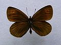 Erebia stirius