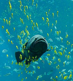 Un grouper gigante al Aquario de Georgia, natante intra altere pisces