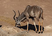 Granda kuduo en la Nacia Parko de Chobe, Bocvano