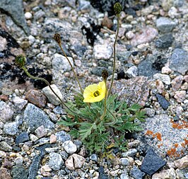 Papaver radicatum