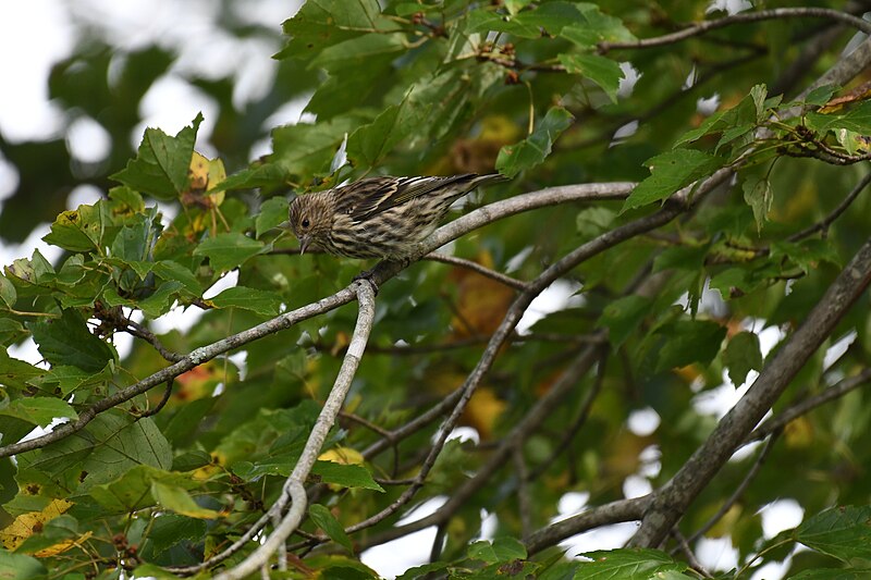 File:Pine siskin lilian's home 10.10.20 DSC 6601.jpg