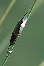 Rhyacophila fasciata