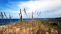 Sea oats on the beach