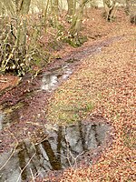 Zwei Quellbereiche der Schunter im Elm