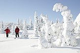 Riisitunturi Nasionale Park in Posio, in die suide van Lapland, is bekend vir sy sneeukroonbome