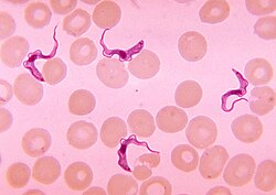 Trypanosoma-laji veren punasolujen joukossa