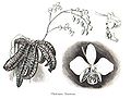 Phalaenopsis stuartiana Illustration in vol. 5: The Orchid World (1915)