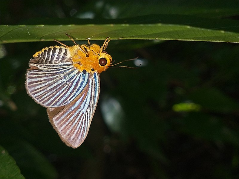 File:Closed Wing position of Burara amara (Moore, -1866-) – Small Green Awlet.jpg