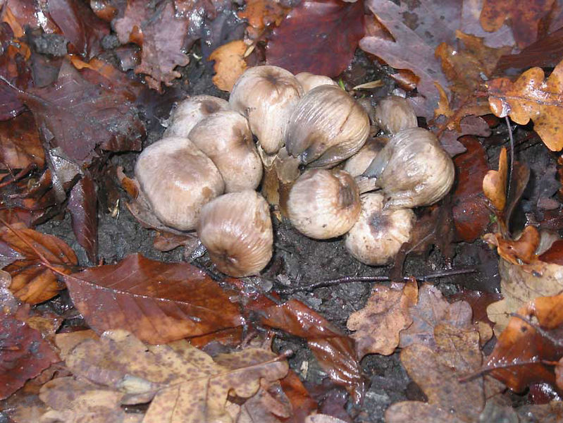 File:Coprinus atramentarius JPG.jpg