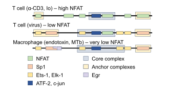 diagram of enhanceosome composition for example cell types and stimulants