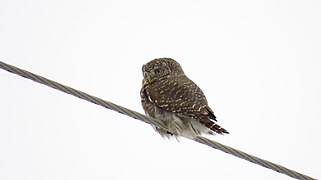 Glaucidium passerinum (31347410).jpg