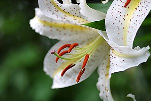 花の中央には、長く伸び出た褐色の葯が目立つ6本の雄しべと、中央に1本の雌しべがつく。