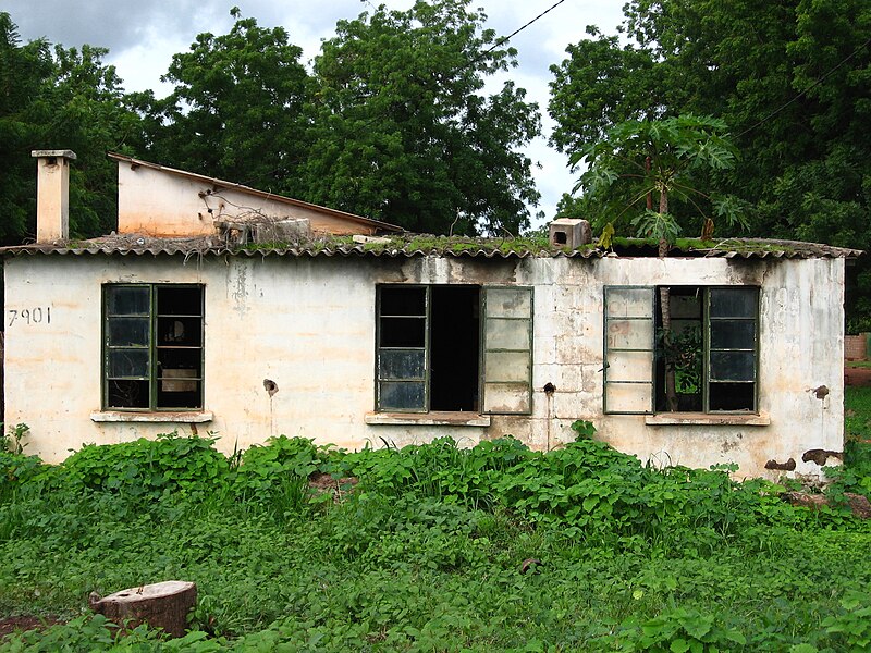 File:Papaya tree growing out of an abandoned house (4321166639).jpg